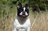 BOULEDOGUE FRANCAIS 755